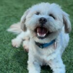 Pumpkin is a Terrier, Cairn/Poodle, Miniature.