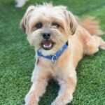 Sopa is a Terrier, Cairn/Poodle, Miniature.