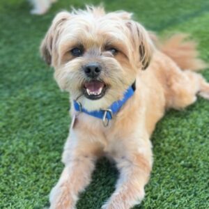 Sopa is a Terrier, Cairn/Poodle, Miniature.