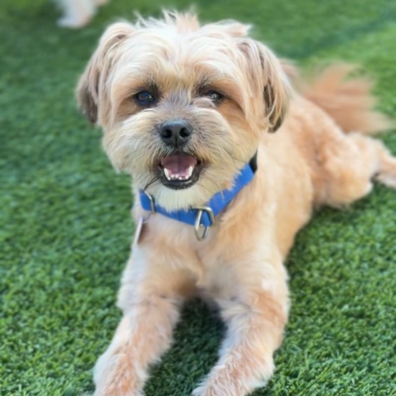 Sopa is a Terrier, Cairn/Poodle, Miniature.