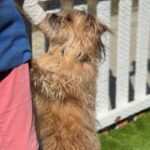 Sopa is a Terrier, Cairn/Poodle, Miniature.