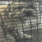 Sopa is a Terrier, Cairn/Poodle, Miniature.