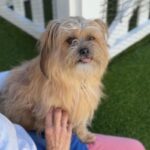 Sopa is a Terrier, Cairn/Poodle, Miniature.