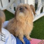 Sopa is a Terrier, Cairn/Poodle, Miniature.