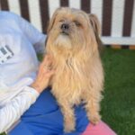 Sopa is a Terrier, Cairn/Poodle, Miniature.