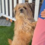 Sopa is a Terrier, Cairn/Poodle, Miniature.