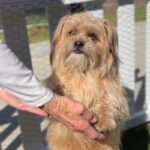 Sopa is a Terrier, Cairn/Poodle, Miniature.