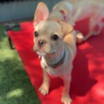 Pudge is a Bulldog, French/Chihuahua.