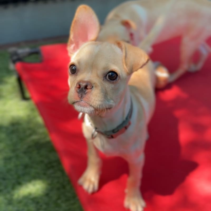 Pudge is a Bulldog, French/Chihuahua.