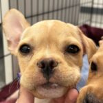 Pudge is a Bulldog, French/Chihuahua.