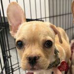 Pudge is a Bulldog, French/Chihuahua.