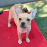 Mira is a Bulldog, French/Chihuahua.