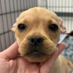 Mira is a Bulldog, French/Chihuahua.