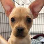 Mira is a Bulldog, French/Chihuahua.