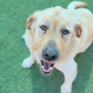 Lincoln is a Retriever, Labrador/None.