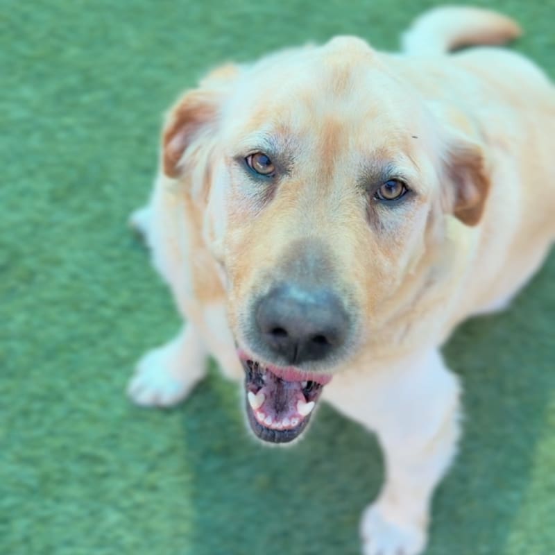 Lincoln is a Retriever, Labrador/None.