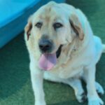 Lincoln is a Retriever, Labrador/None.