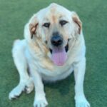 Lincoln is a Retriever, Labrador/None.