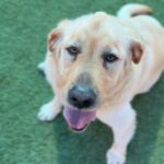 Lincoln is a Retriever, Labrador/None.