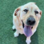 Lincoln is a Retriever, Labrador/None.