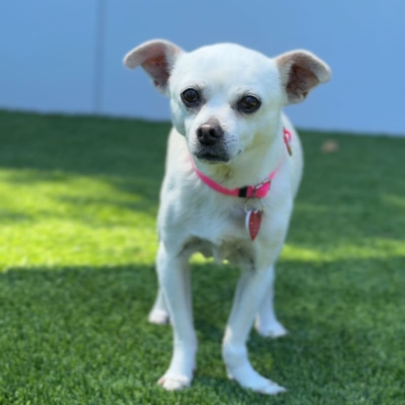 Pinky is a Chihuahua/None.