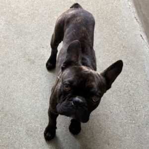 Chapo is a Bulldog, French.