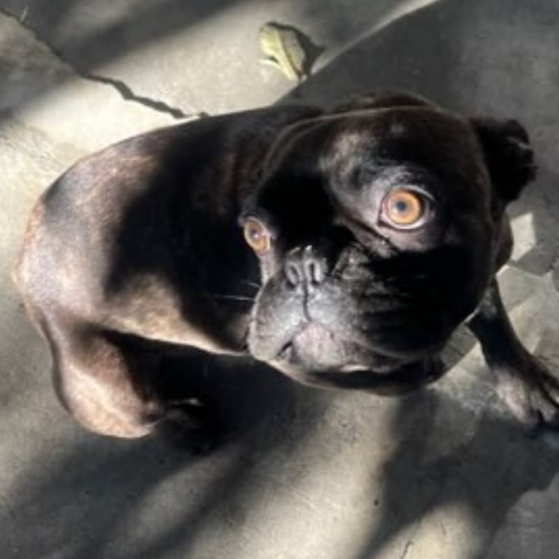 Chapo is a Bulldog, French.