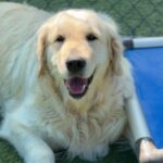 Hannah is a Retriever, Golden.