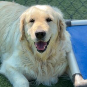 Hannah is a Retriever, Golden.