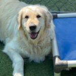 Hannah is a Retriever, Golden.