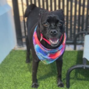 Piper is a Mixed Breed (Small).