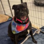 Piper is a Mixed Breed (Small).