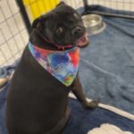 Piper is a Mixed Breed (Small).