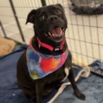 Piper is a Mixed Breed (Small).