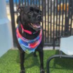 Piper is a Mixed Breed (Small).