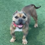 Star is a Bulldog, English.