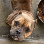 Star is a Bulldog, English.