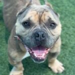 Star is a Bulldog, English.