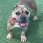 Star is a Bulldog, English.