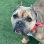 Star is a Bulldog, English.