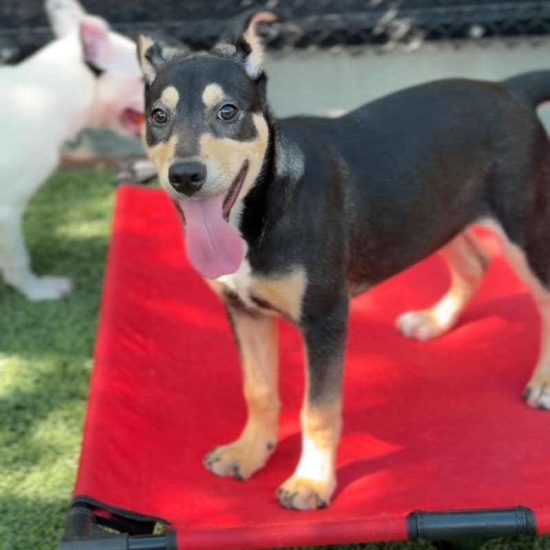 Bon Bon is a Terrier, Pit Bull.