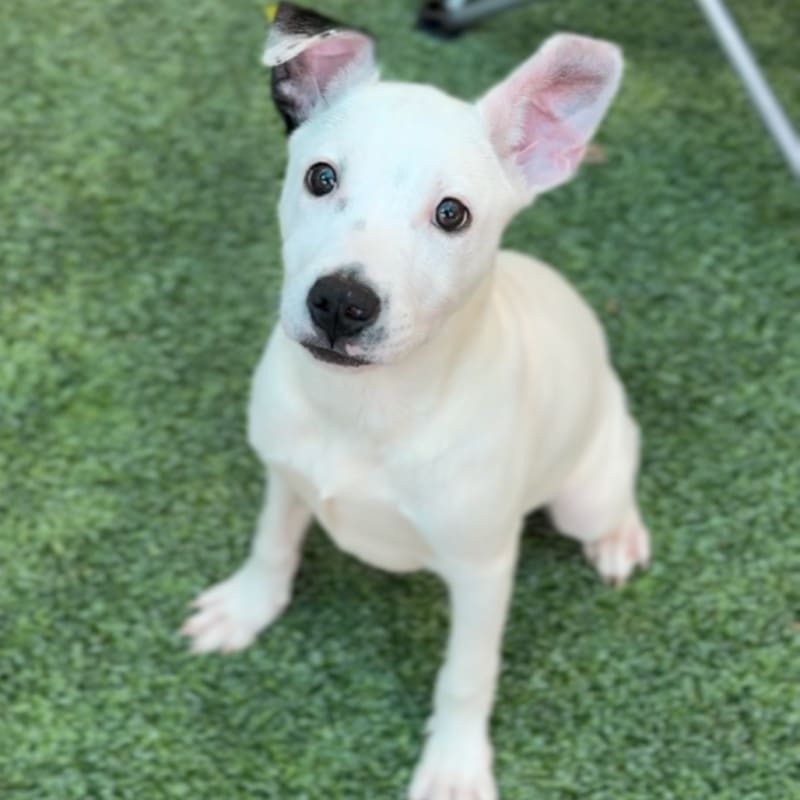 Cinnamon is a Terrier, Pit Bull.