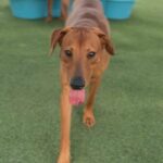 Rolly is a Mixed Breed (Medium).