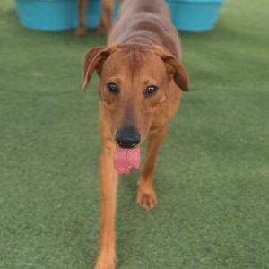 Rolly is a Mixed Breed (Medium).