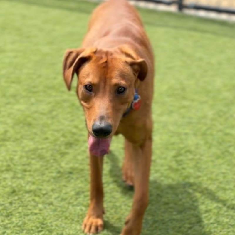 Rolly is a Mixed Breed (Medium).