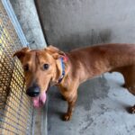 Rolly is a Mixed Breed (Medium).