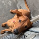 Rolly is a Mixed Breed (Medium).