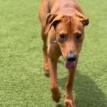 Rolly is a Mixed Breed (Medium).