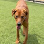 Rolly is a Mixed Breed (Medium).