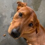 Rolly is a Mixed Breed (Medium).